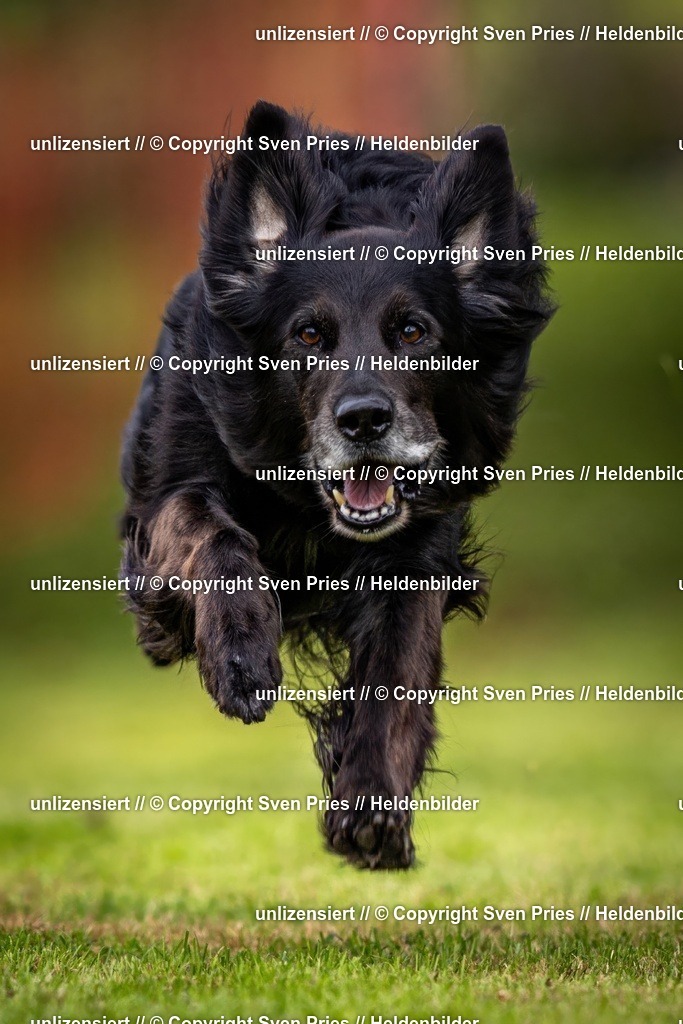 Sven Pries | 2024-09-22 - Hunderennen Baden-BadenPudelverein - Realisiert mit Pictrs.com