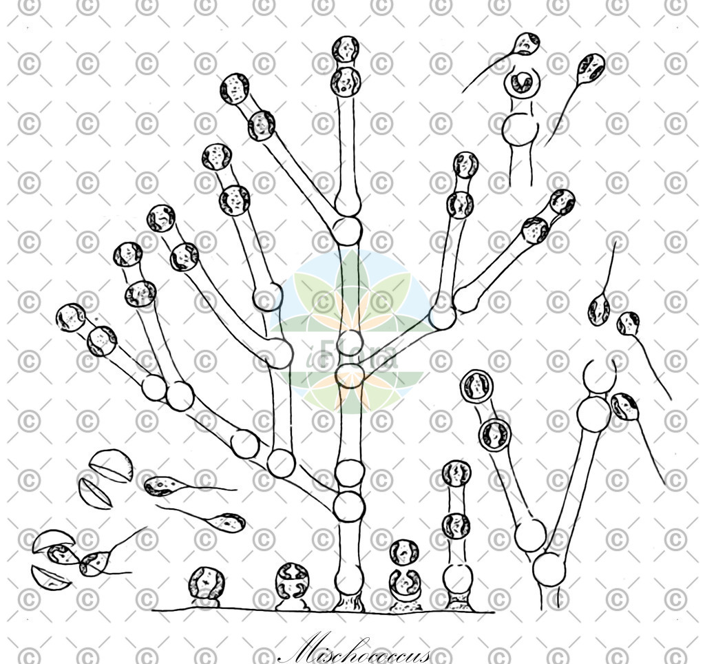 HistAbb_wfo-0000453612_1_SIMPLE | Historische Abbildung von Mischococcus - Mischococcaceae (0) | Historical Illustration of Mischococcus - Mischococcaceae (0)