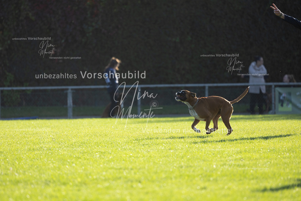 _16A4826 | Einzigartige Fotos von Hunden & Menschen –Actionfotos, Portraits, Vereinsaufnahmen & Paarshootings – authentisch, lebendig & mit Herz.