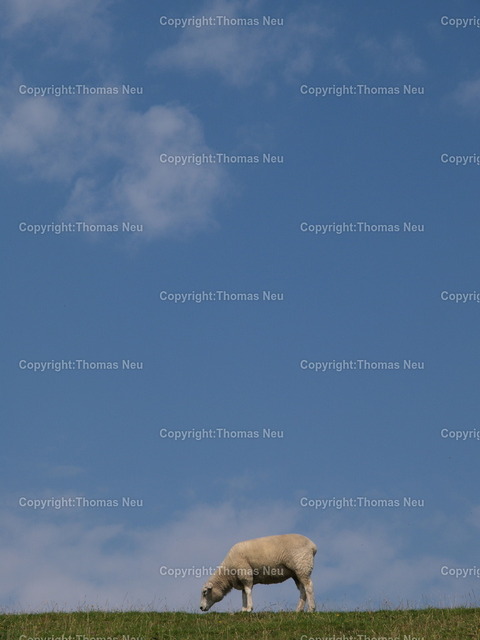 P8061825 | Deich mit Schaf 