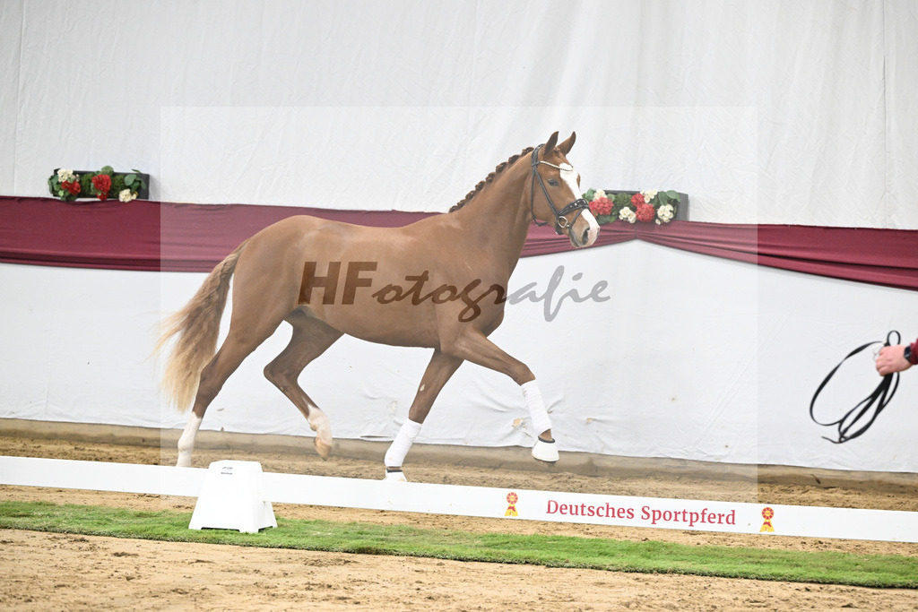 Kat-Nr. 24 Escanto PS x Feinrich_Tobias Sesselmann u Lea Dressel_47250767 | hf-fotografie - Realisiert mit Pictrs.com