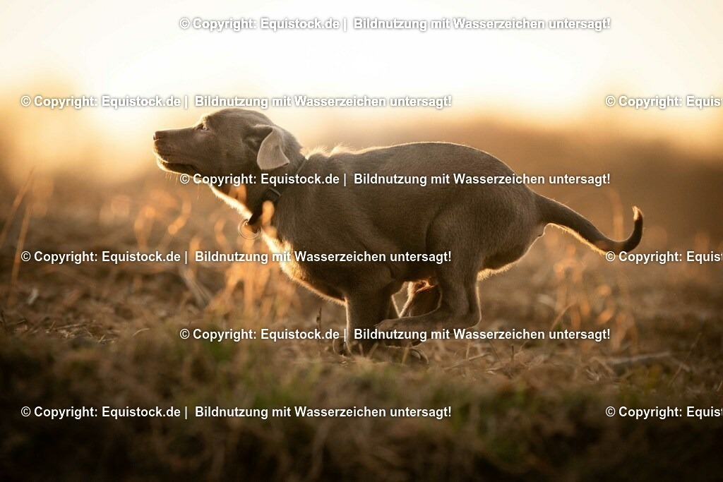 20190224_Hund_0042 | Foto: Thomas Hartig