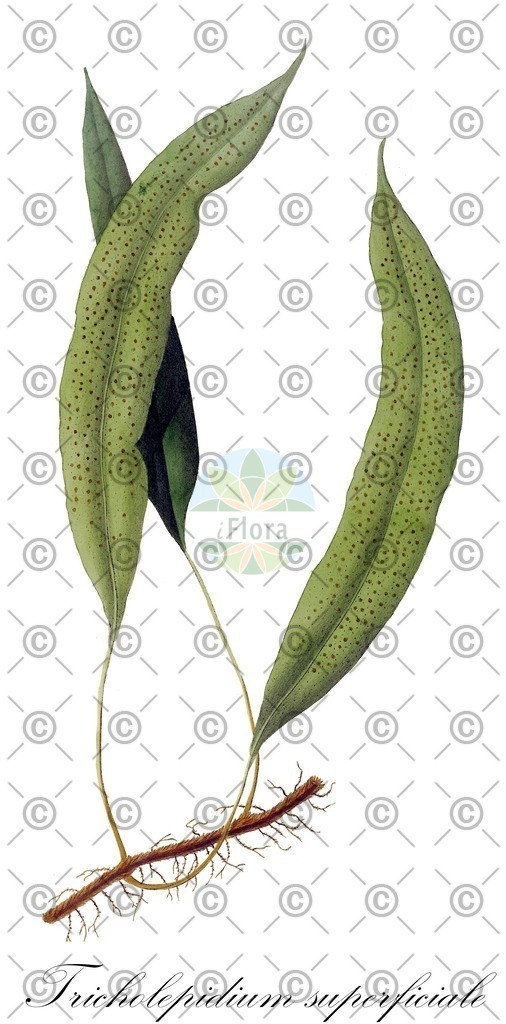 HistAbb_wfo-0000750429_1_ENZY_Simple | Historische Abbildung von Tricholepidium superficiale - Polypodiaceae | Historical Illustration of Tricholepidium superficiale - Polypodiaceae