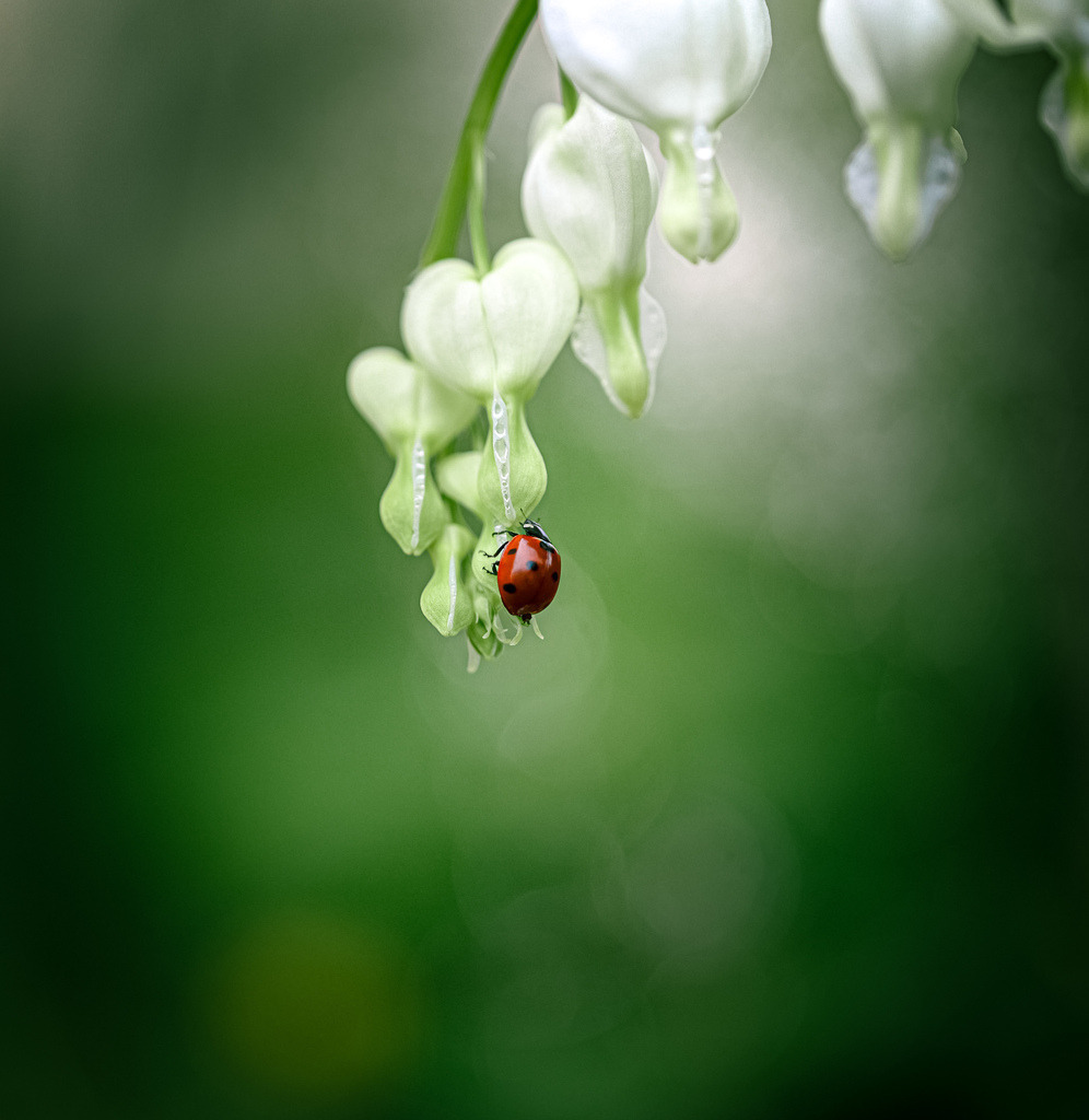 OQ0A3733 | Glückskäfer - Fotografie - Realisiert mit Pictrs.com