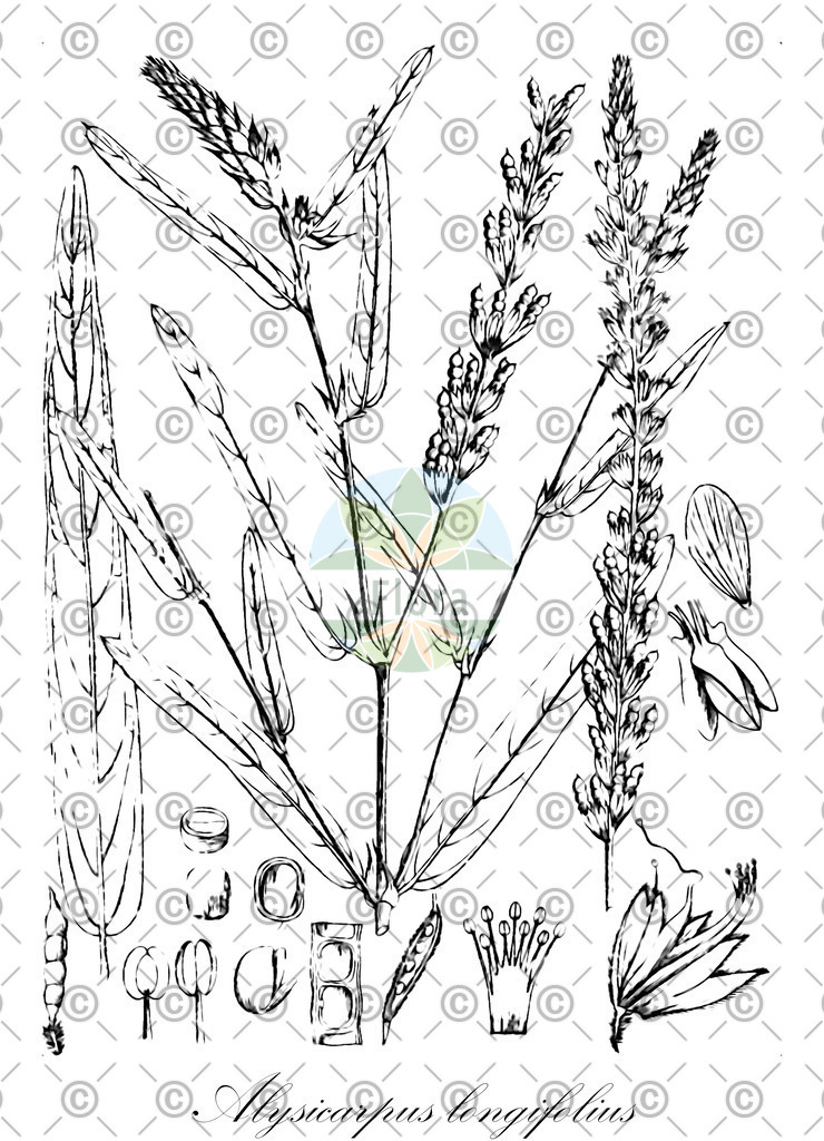 HistAbb_wfo-0000186083_1_ENZY_Simple | Historische Abbildung von Alysicarpus longifolius - Fabaceae | Historical Illustration of Alysicarpus longifolius - Fabaceae