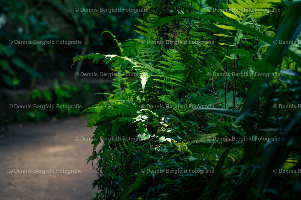 Dschungel | Entdecken Sie Natur, Makro und Tierfotografie von Dennis Bergfeld.Besondere Momente und Details der Natur, hochwertig als Foto und Wandbild erhältlich. - Realisiert mit Pictrs.com