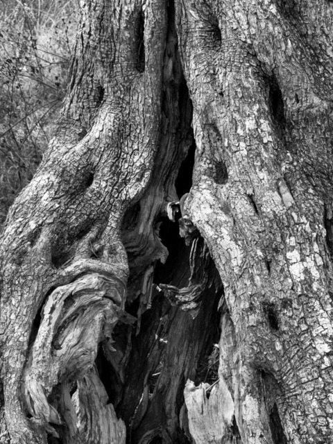 Olive Baum / Olea europaea, Olivia / Olive tree | Kreative Fotografie von Fotoloft-MaciejRusinek aus Frankfurt am Main. Große Motivauswahl in individuell ausgewählten Formaten auf unterschiedlichen Materialien. Bestellen bequem online.
Preise sind variable, je nach Material und Größe. 
 - Realisiert mit Pictrs.com