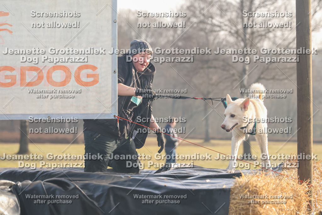 Dog Paparazzi - SD North 0326 900930-176 | Dog Paparazzi Jeanette Grottendiek Fotografie & Videografie - Realisiert mit Pictrs.com
