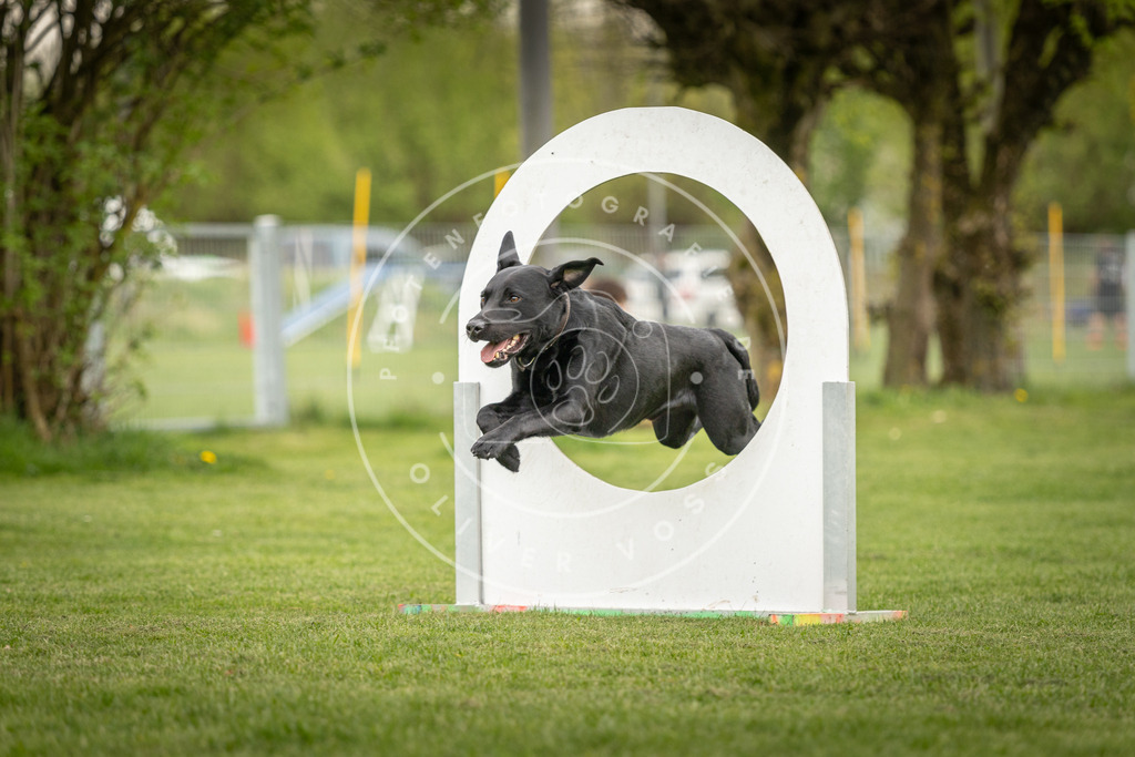 Pfotenfotografie_DV3A1637 | Hundefotografie, Tierfotograf, Pfotenfotografie, Fotoshooting Hund, Hunde Portrait, Hundesport, Hundeportraits, Heideshooting, Hunde, Sportfotograf, Hundefotograf, Turnierhundsport, THS,  - Realisiert mit Pictrs.com