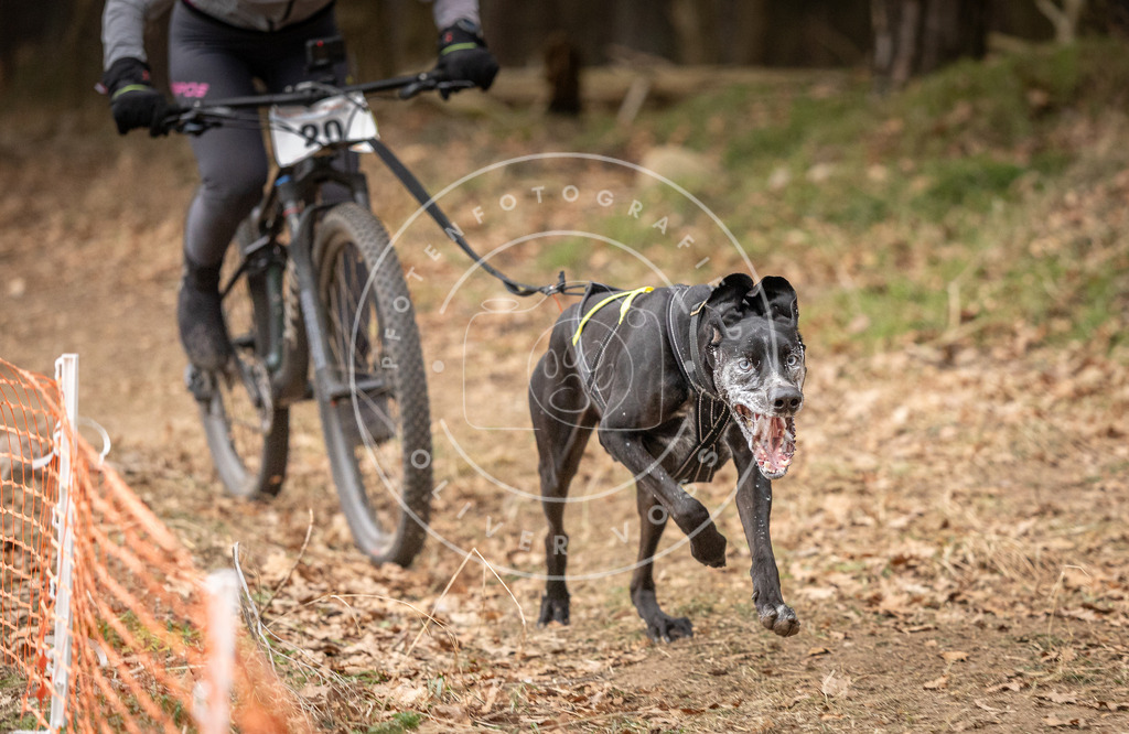 Pfotenfotografie_DV3A2563 | Hundefotografie, Tierfotograf, Pfotenfotografie, Fotoshooting Hund, Hunde Portrait, Hundesport, Hundeportraits, Heideshooting, Hunde, Sportfotograf, Hundefotograf, Turnierhundsport, THS,  - Realisiert mit Pictrs.com