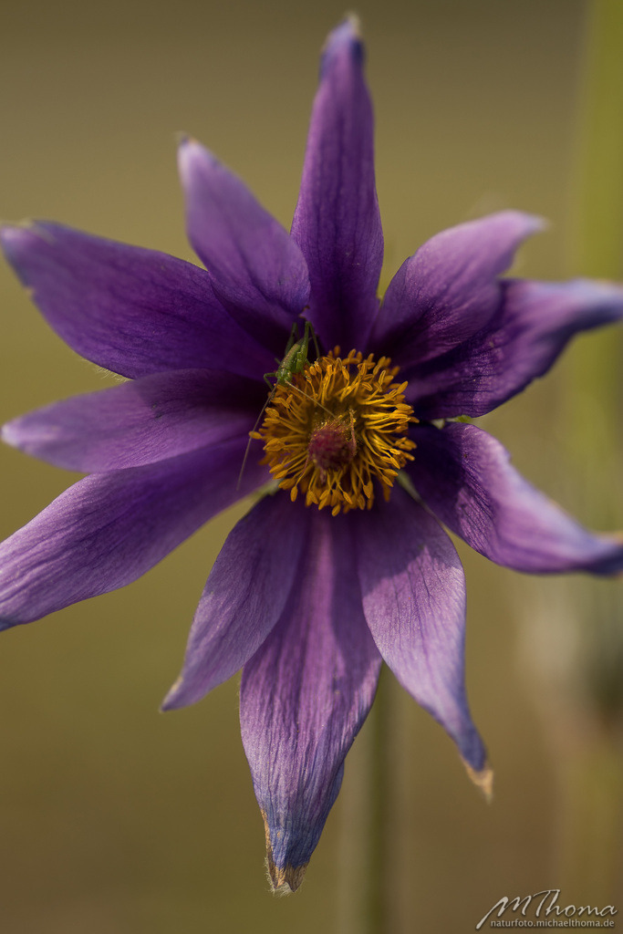 2016-04-22-17h11m17s_MichaelThoma_D810-9798 | Dies ist der Online-Shop von naturfoto.michaelthoma.de. Ich bin leidenschaftlicher Naturfotograf und fotografiere von der Andromedagalaxie bis zum Zwergtaucher, von der Ameise bis zum Orionnebel alles was mit Natur zu tun hat. Hier kann eine Auswahl meine - Realisiert mit Pictrs.com