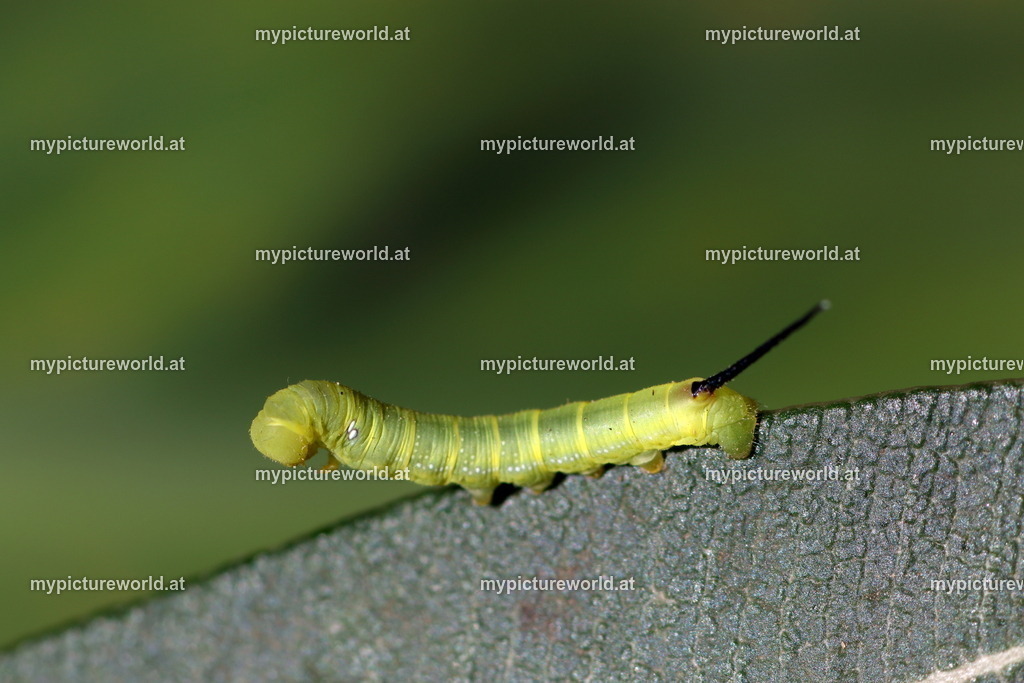 Oleanderschwärmer-093 | Das Bilderarchiv über Tiere, Planzen und Landschaften. In der Bilddatenbank finden Sie ein große Auswahl an hochwertigen Bilder für Ihre Werbung - Realized with Pictrs.com