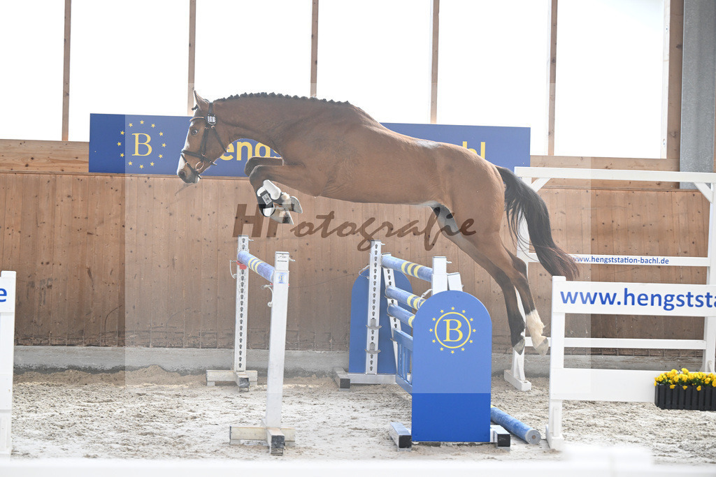 Kat-Nr. 66 Adonis H v. Asterix de Couleur_Hoffmeister_14260333 | hf-fotografie - Realisiert mit Pictrs.com
