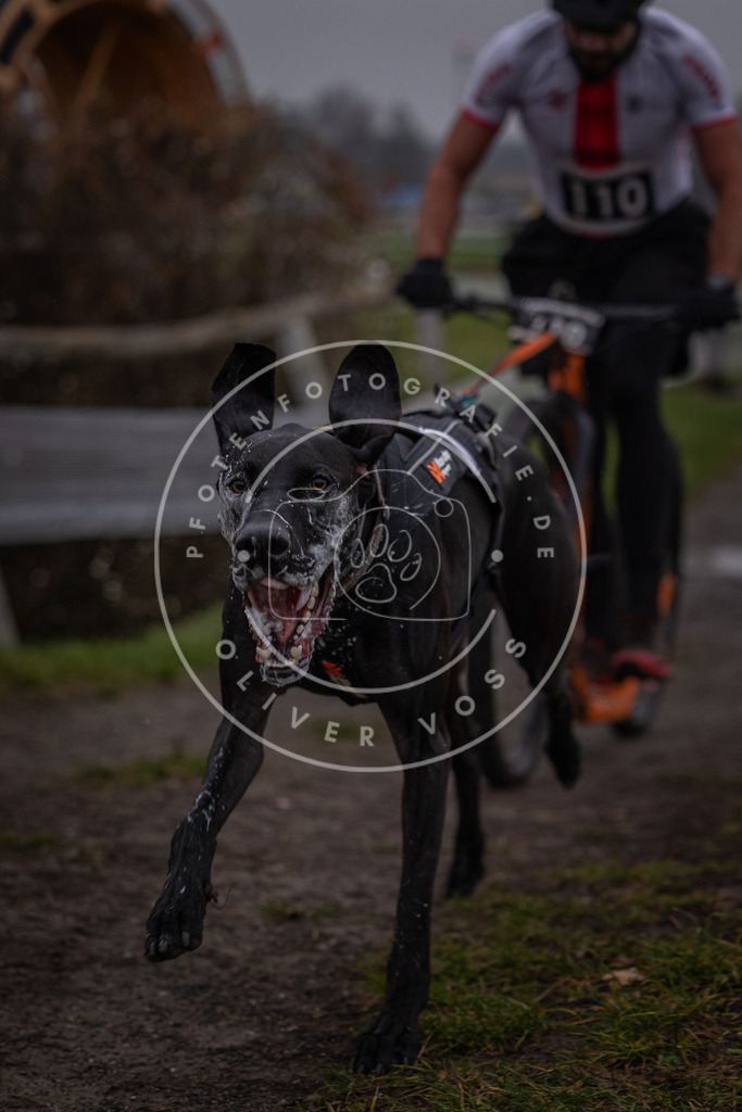 CaniXpix_0L8A0370 | Hundefotografie, Tierfotograf, Pfotenfotografie, Fotoshooting Hund, Hunde Portrait, Hundesport, Hundeportraits, Heideshooting, Hunde, Sportfotograf, Hundefotograf, Turnierhundsport, THS,  - Realisiert mit Pictrs.com