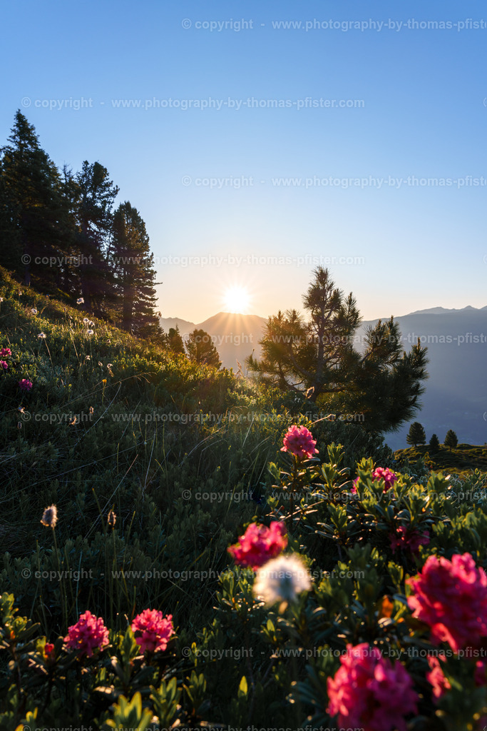 Almrosenblühte Zillertaler Höhenstrasse copyright  Thomas Pfister-1 | PHOTOGRAPHY BY THOMAS PFISTER