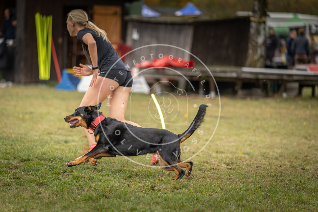Pfotenfotografie_DV3A7429 | Hundefotografie, Tierfotograf, Pfotenfotografie, Fotoshooting Hund, Hunde Portrait, Hundesport, Hundeportraits, Heideshooting, Hunde, Sportfotograf, Hundefotograf, Turnierhundsport, THS,  - Realisiert mit Pictrs.com
