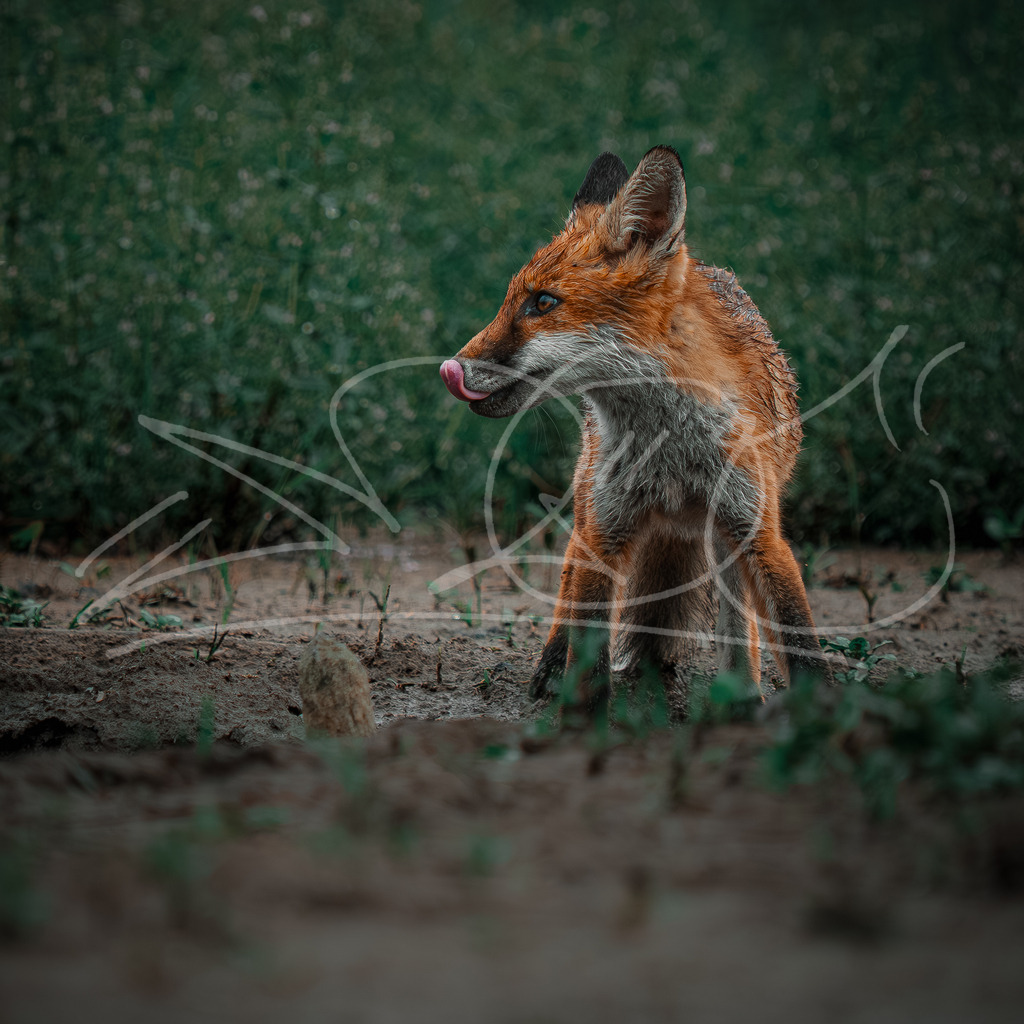 P7250234-2 | Naturschönheiten aus Deutschland. Pflanzen und Tiere, Insekten und Naturschauspiele. Alle schönen Details, die uns umgeben, fotografiert von Michi Moc.  - Realisiert mit Pictrs.com