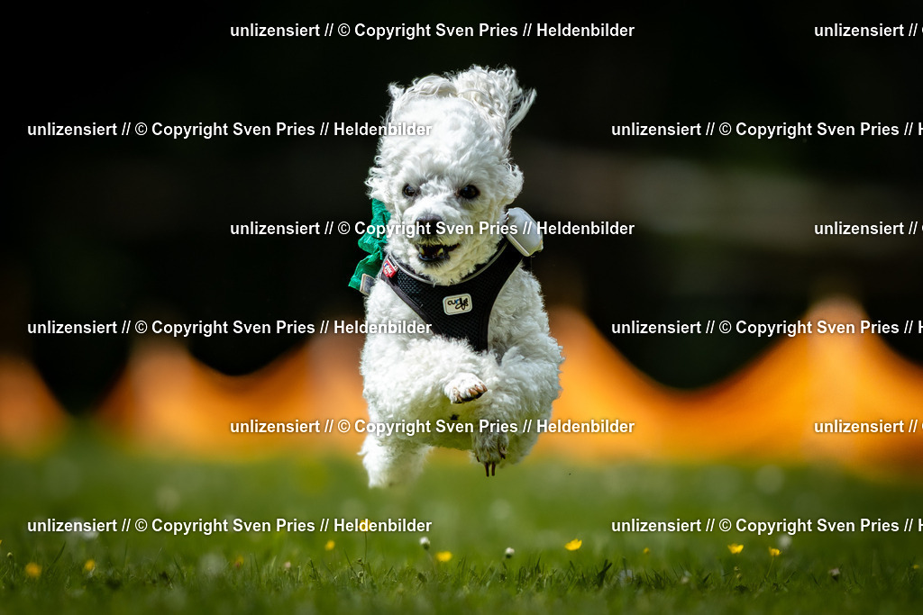 Sven Pries | 2026-05-14 - Hunderennen KA Durlach Vatertag 2026 - Realisiert mit Pictrs.com