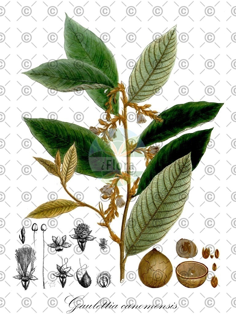 HistAbb_wfo-0000971647_1_ENZY_Simple | Historische Abbildung von Gaulettia canomensis - Chrysobalanaceae | Historical Illustration of Gaulettia canomensis - Chrysobalanaceae