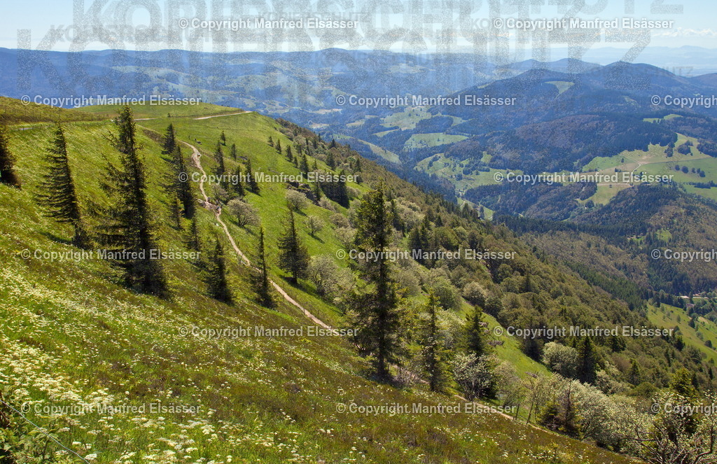 160623-100-B Kopie | Wald, Ruhe, Erholung, Abschalten, relaxen, Augenoasen, Kraft tanken, Waldbaden, Stress reduzieren, Bäume, Kirschblüten, Frühlingswald, Sonne im Wald, Licht im Wald, Herbstwald, Waldwege, Gebirgswald, Wasser im Wald, Felsen im Wald, - Realisiert mit Pictrs.com