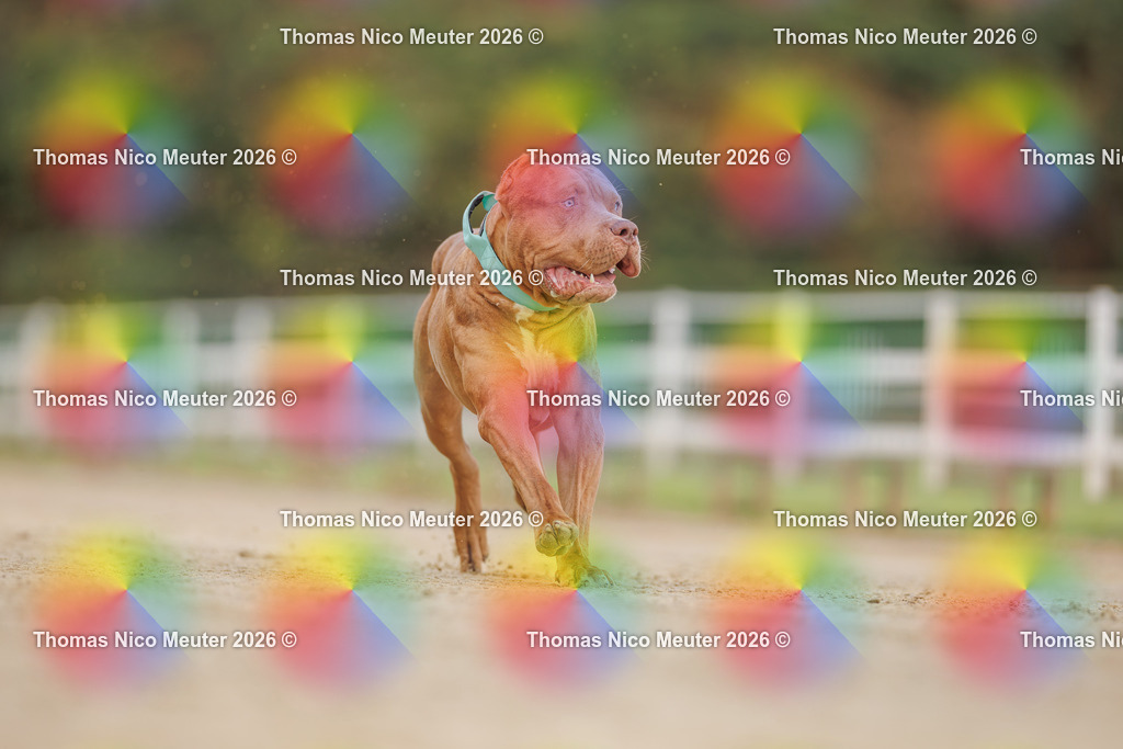 Thomas_Nico_Meuter(C)_03. Oktober 2026_223A9379 | Bild von Thomas Nico Meuter - Realisiert mit Pictrs.com