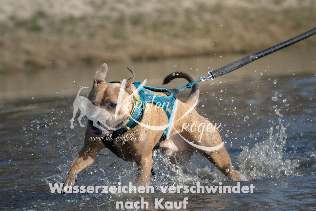 1405_ZZ99690 | kk-dogfotos