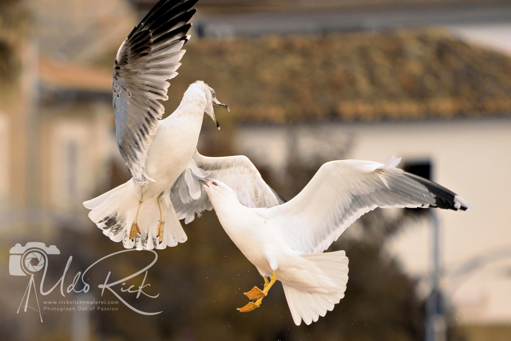 Möwen Streit | Entdecken Sie Fotografie aus Leidenschaft: Auftragsfotografie, HD-Fotos, Geschenkartikel aus Ihren Bildern und vieles mehr. Beauftragen Sie uns für besondere Momente!