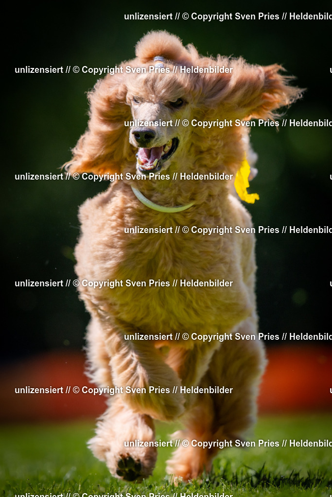 Sven Pries | 2025-08-10 - Hunderennen Durlach - Realisiert mit Pictrs.com