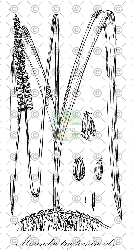 HistAbb_wfo-0001137280_1_ENZY_Simple | Historische Abbildung von Maundia triglochinoides - Maundiaceae | Historical Illustration of Maundia triglochinoides - Maundiaceae