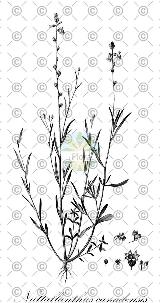 HistAbb_wfo-0001086616_1_ENZY_Simple | Historische Abbildung von Nuttallanthus canadensis - Plantaginaceae | Historical Illustration of Nuttallanthus canadensis - Plantaginaceae (canada toadflax)
