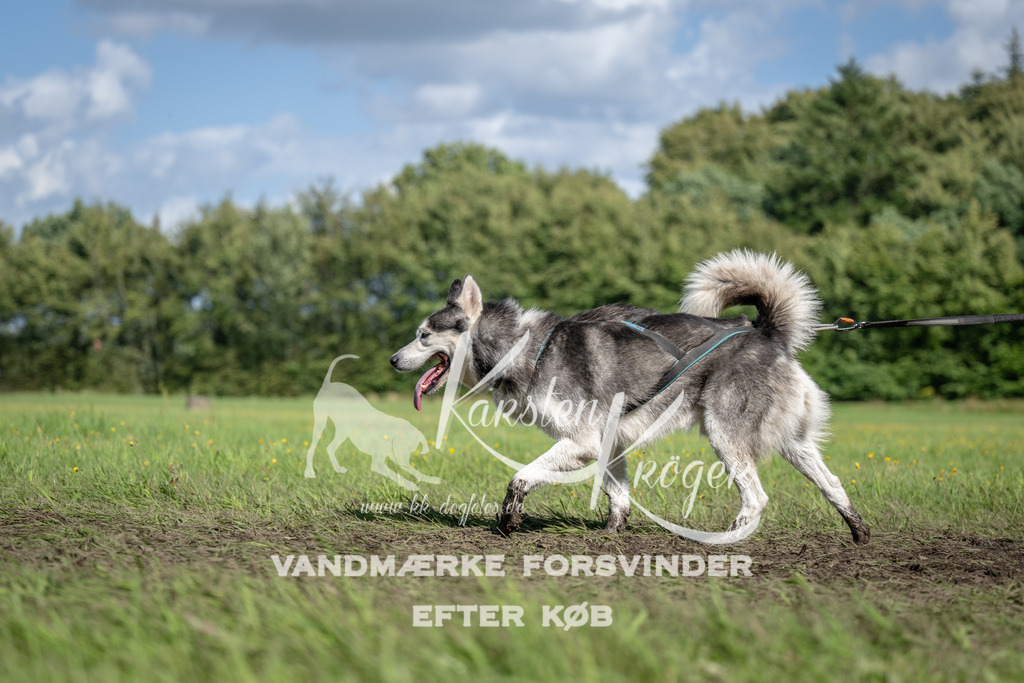 1517_ZZ91276 | kk-dogfotos