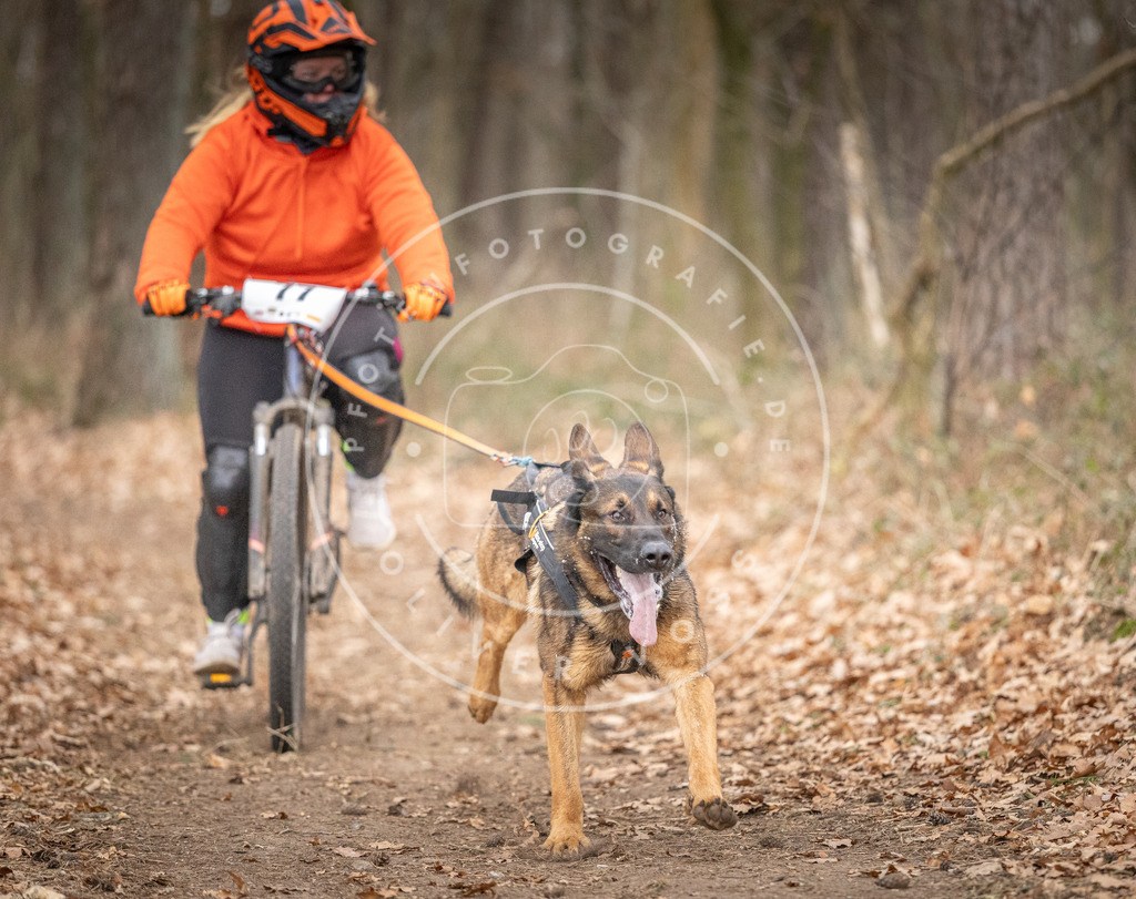 Pfotenfotografie_DV3A5790 | Hundefotografie, Tierfotograf, Pfotenfotografie, Fotoshooting Hund, Hunde Portrait, Hundesport, Hundeportraits, Heideshooting, Hunde, Sportfotograf, Hundefotograf, Turnierhundsport, THS,  - Realisiert mit Pictrs.com