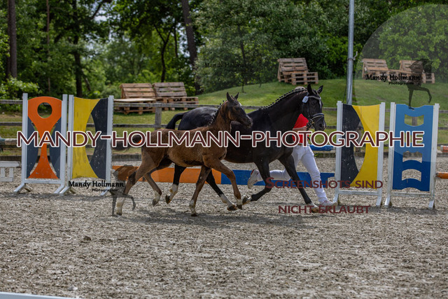 25-5 Fohlenschau Höven 1 (3005) | mandyhollmannphotographie