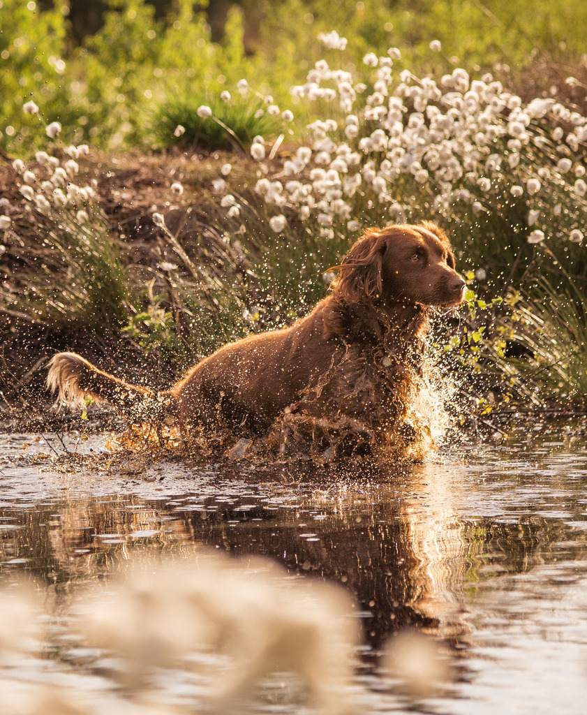 Asko | photography by friederike - Realisiert mit Pictrs.com