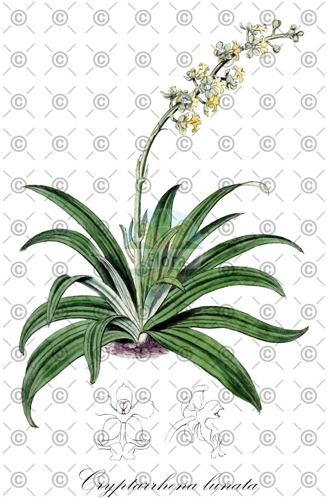 HistAbb_wfo-0000933111_2_ENZY_Simple | Historische Abbildung von Cryptarrhena lunata - Orchidaceae | Historical Illustration of Cryptarrhena lunata - Orchidaceae