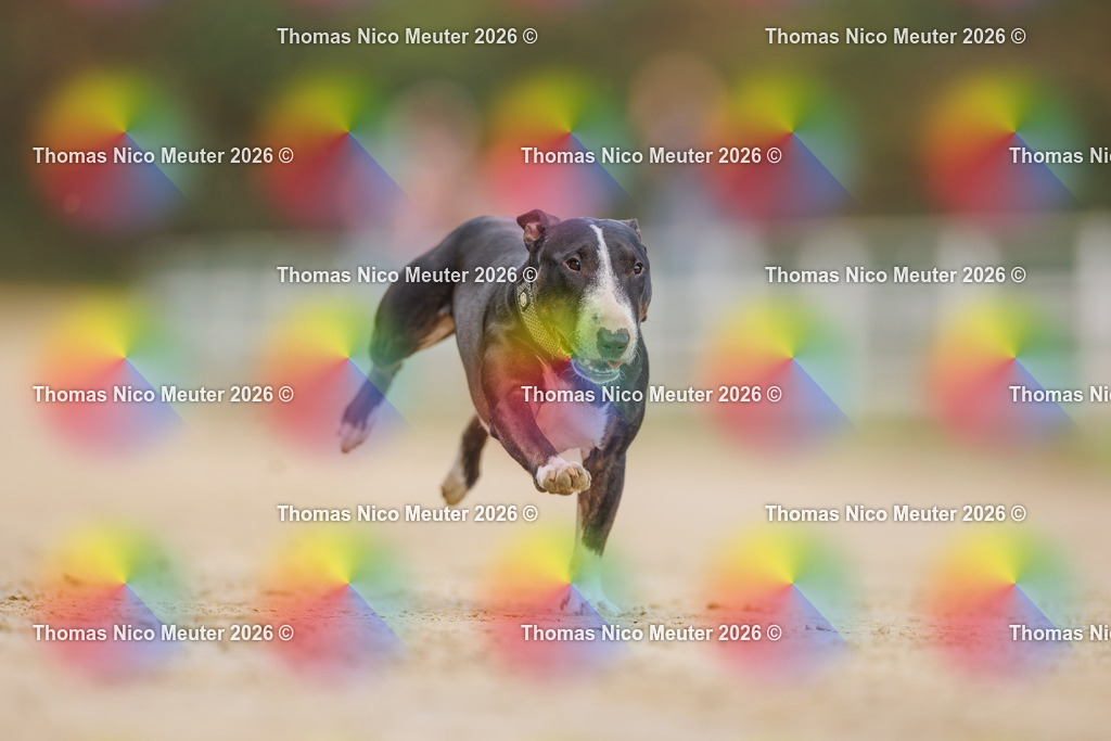 Thomas_Nico_Meuter(C)_03. Oktober 2026_223A6270 | Bild von Thomas Nico Meuter - Realisiert mit Pictrs.com