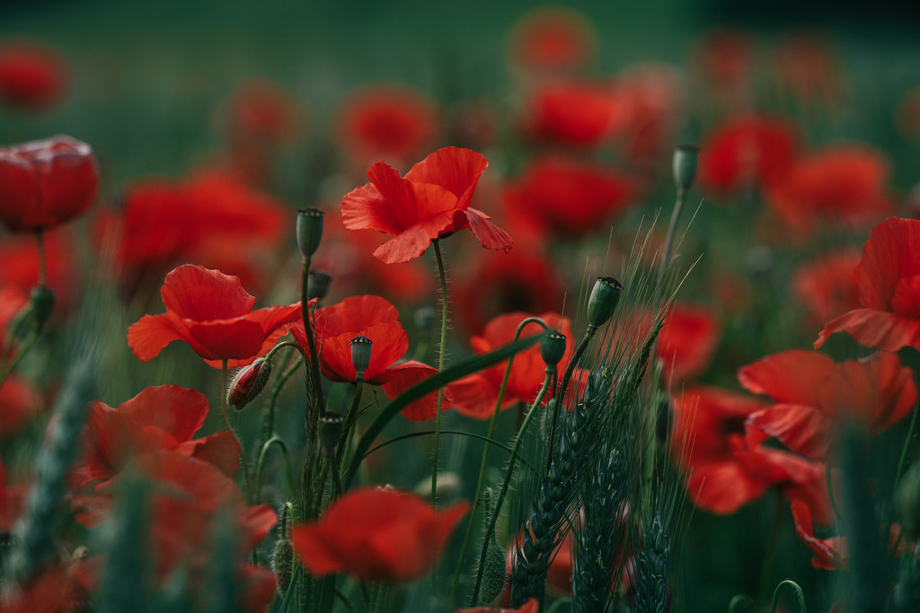 Mohnfeld | Simone Sonderegger Photography