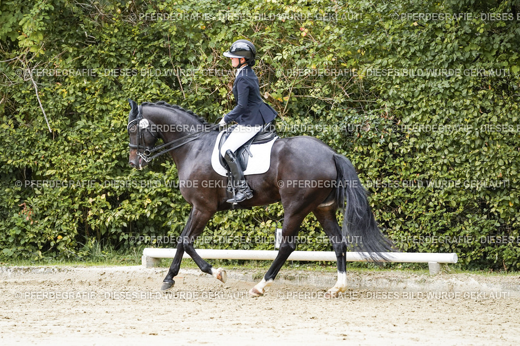 DSC07076 | Pferdegrafie