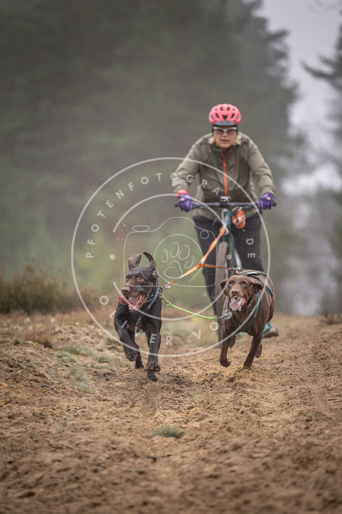Pfotenfotografie_DV3A1130 | Hundefotografie, Tierfotograf, Pfotenfotografie, Fotoshooting Hund, Hunde Portrait, Hundesport, Hundeportraits, Heideshooting, Hunde, Sportfotograf, Hundefotograf, Turnierhundsport, THS,  - Realisiert mit Pictrs.com