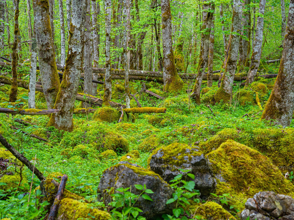 Wald 1 | DieAugenweide Galerie, Bilder von Fotograf Ralf-Udo Thiele. Auswählen und bestellen auf verschiedenen Materialien und Größen. - Realisiert mit Pictrs.com