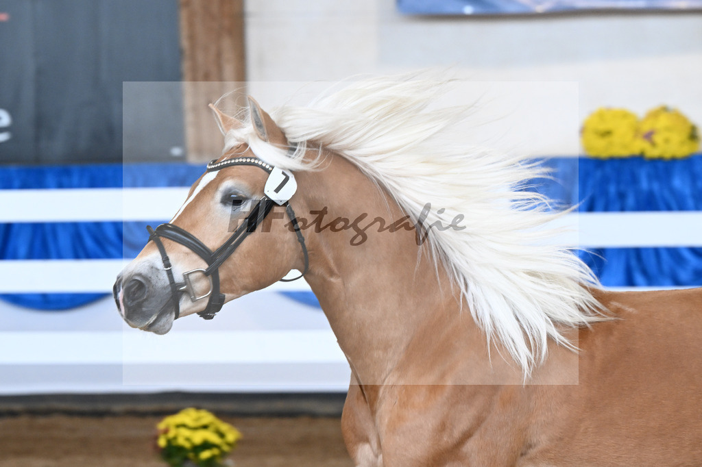 Kat-Nr. 7 Wingo vam Wickert v. Winterzauber_Zur Werra_48250191 | hf-fotografie - Realisiert mit Pictrs.com