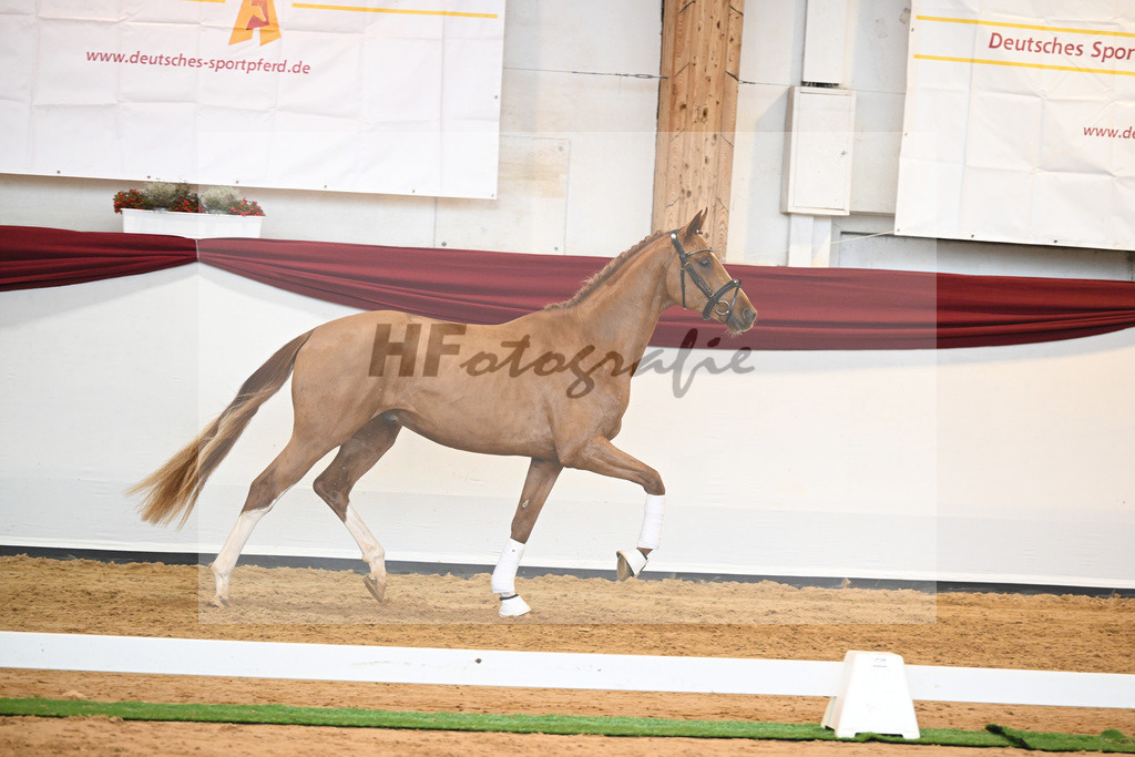 Kat-Nr. 56 v. Vivaldos_Fischer_66220852 | hf-fotografie - Realisiert mit Pictrs.com