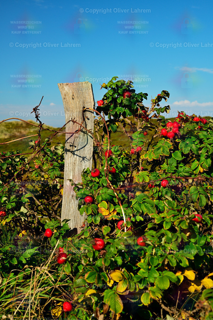 _D853400 | Fotogalerie Lahrem