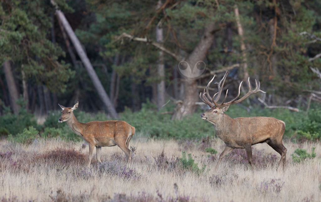 20220925175415-5 | Der Bildershop von www.natur-focus.de bietet ihnen den einfachen Kauf von Bildmaterial per Download aus allen Bereichen der Natur. In den Galerien finden sie Landschaftsfotos, Tierbilder und natürlich auf Pflanzenfotos. - Realisiert mit Pictrs.com