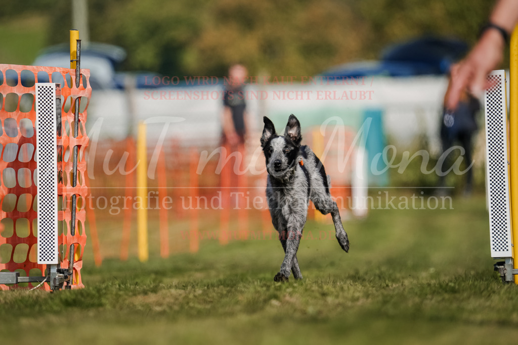 20250928_Hunderennen-607 | MuT (Mensch und Tier) mit Mona - Fotografie und Tierkommunikation - Realisiert mit Pictrs.com