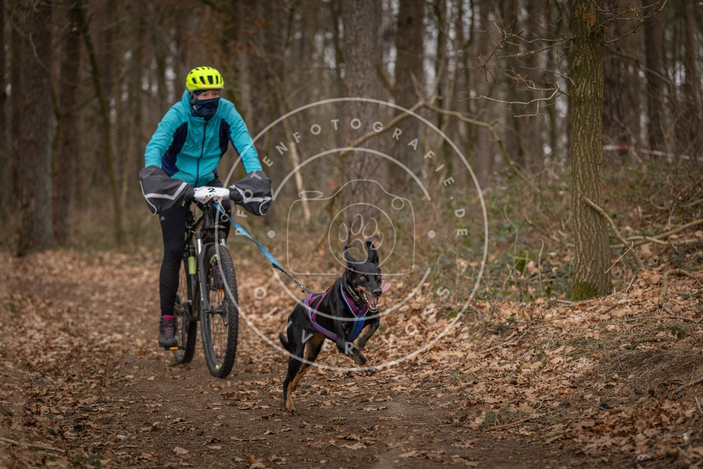 Pfotenfotografie_DV3A7118 | Hundefotografie, Tierfotograf, Pfotenfotografie, Fotoshooting Hund, Hunde Portrait, Hundesport, Hundeportraits, Heideshooting, Hunde, Sportfotograf, Hundefotograf, Turnierhundsport, THS,  - Realisiert mit Pictrs.com
