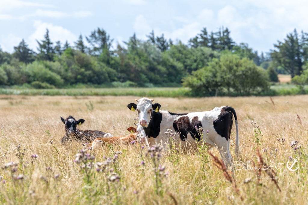 EAF_8758 | Eilun-Art-Fotografie Levke Martens, ihre Fotografin für Immobilien- und Landschaftsfotografie auf Föhr, Föhrer Motive als Poster, Leinwand, hinter Acrylglas oder stelle dir deinen eigenen Monatskalender zusammen, mit nur einem Klick