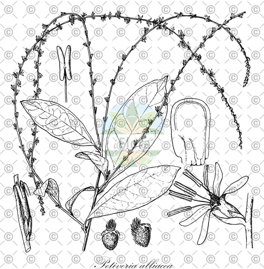 HistAbb_wfo-0000267841_1_ENZY_Simple | Historische Abbildung von Petiveria alliacea - Petiveriaceae | Historical Illustration of Petiveria alliacea - Petiveriaceae (anamú)