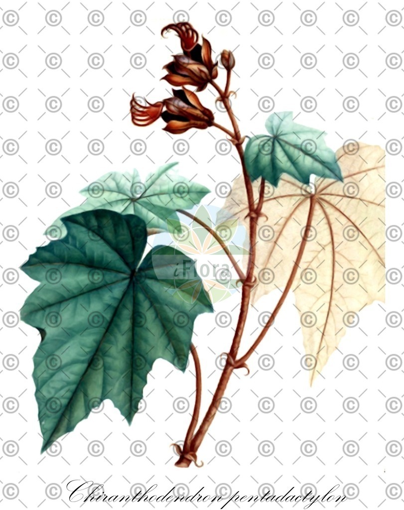 HistAbb_wfo-0000602732_1_ENZY_Simple | Historische Abbildung von Chiranthodendron pentadactylon - Malvaceae | Historical Illustration of Chiranthodendron pentadactylon - Malvaceae