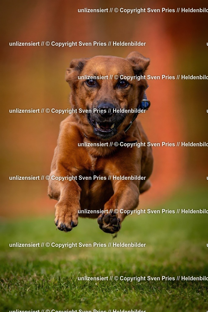 Sven Pries | 2024-09-22 - Hunderennen Baden-BadenPudelverein - Realisiert mit Pictrs.com